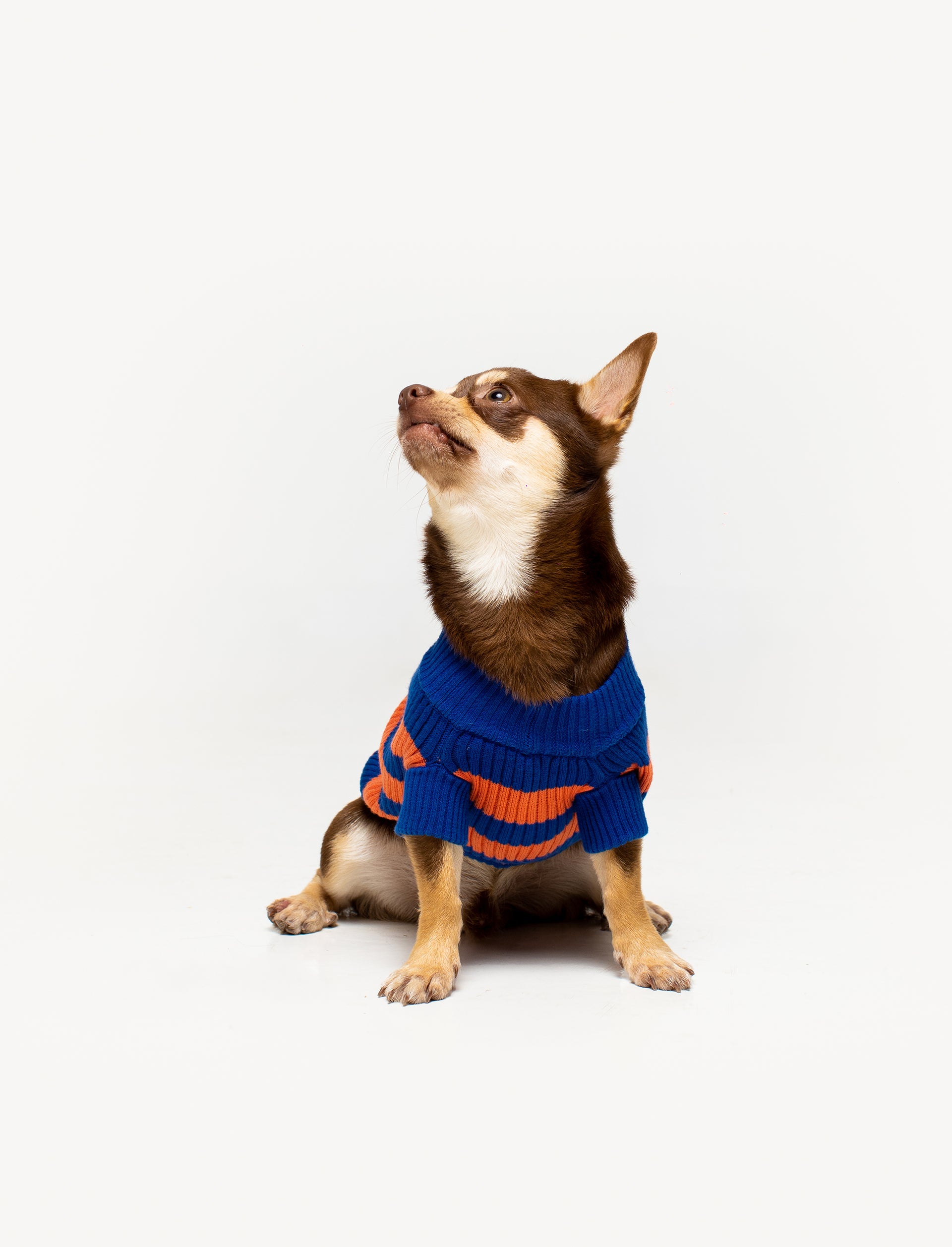 Ceci Knit Pet Sweater