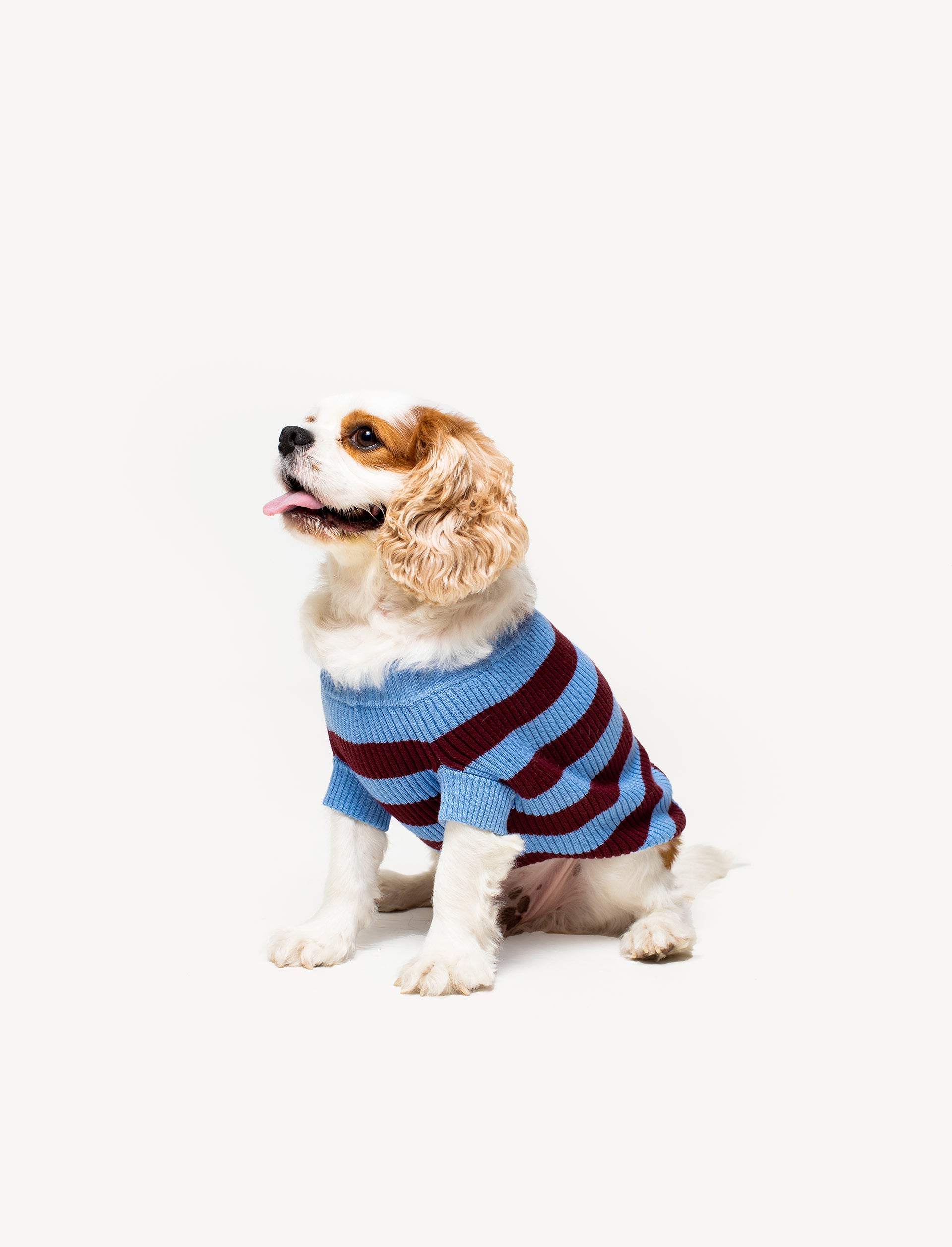 Papi Knit Pet Sweater