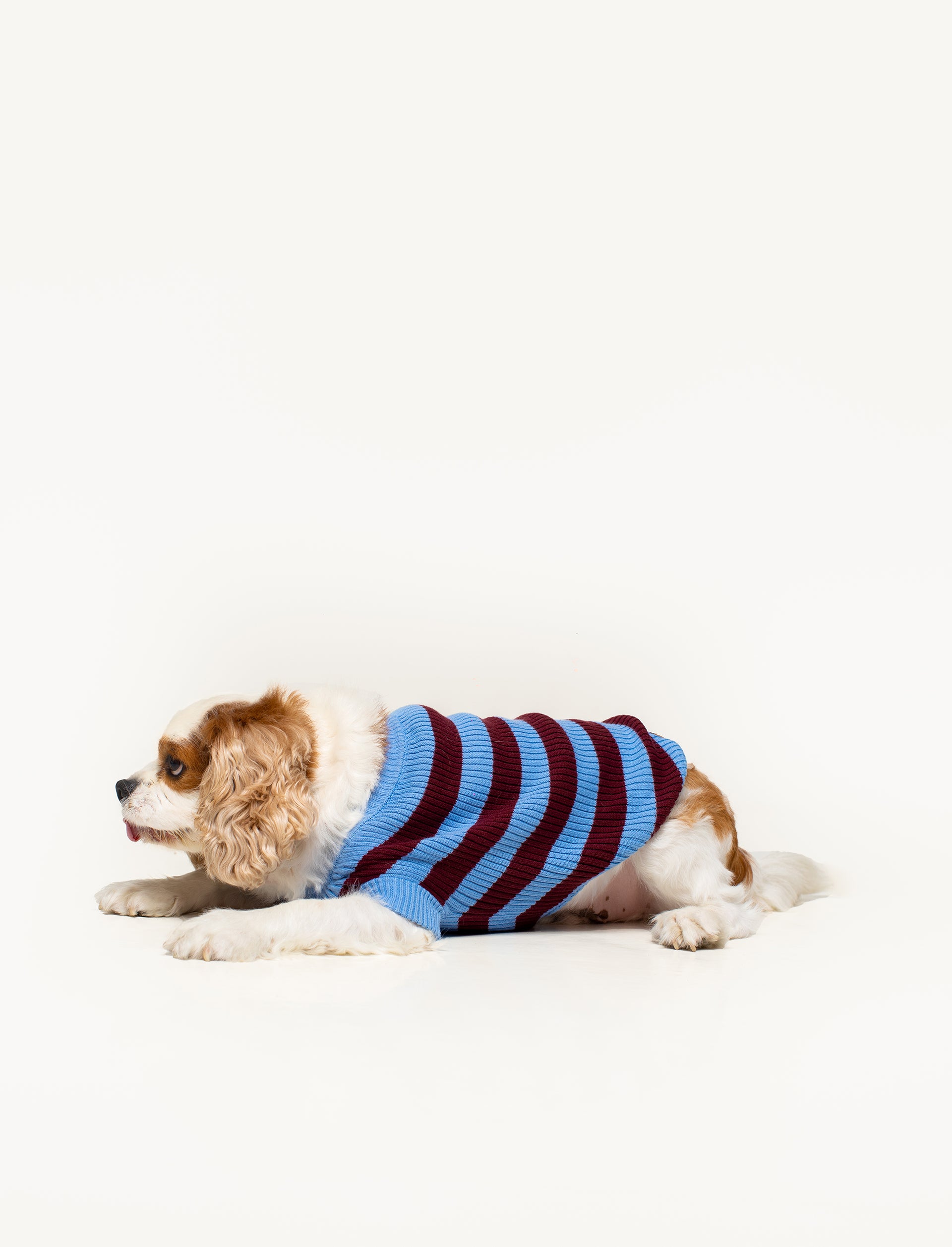 Papi Knit Pet Sweater