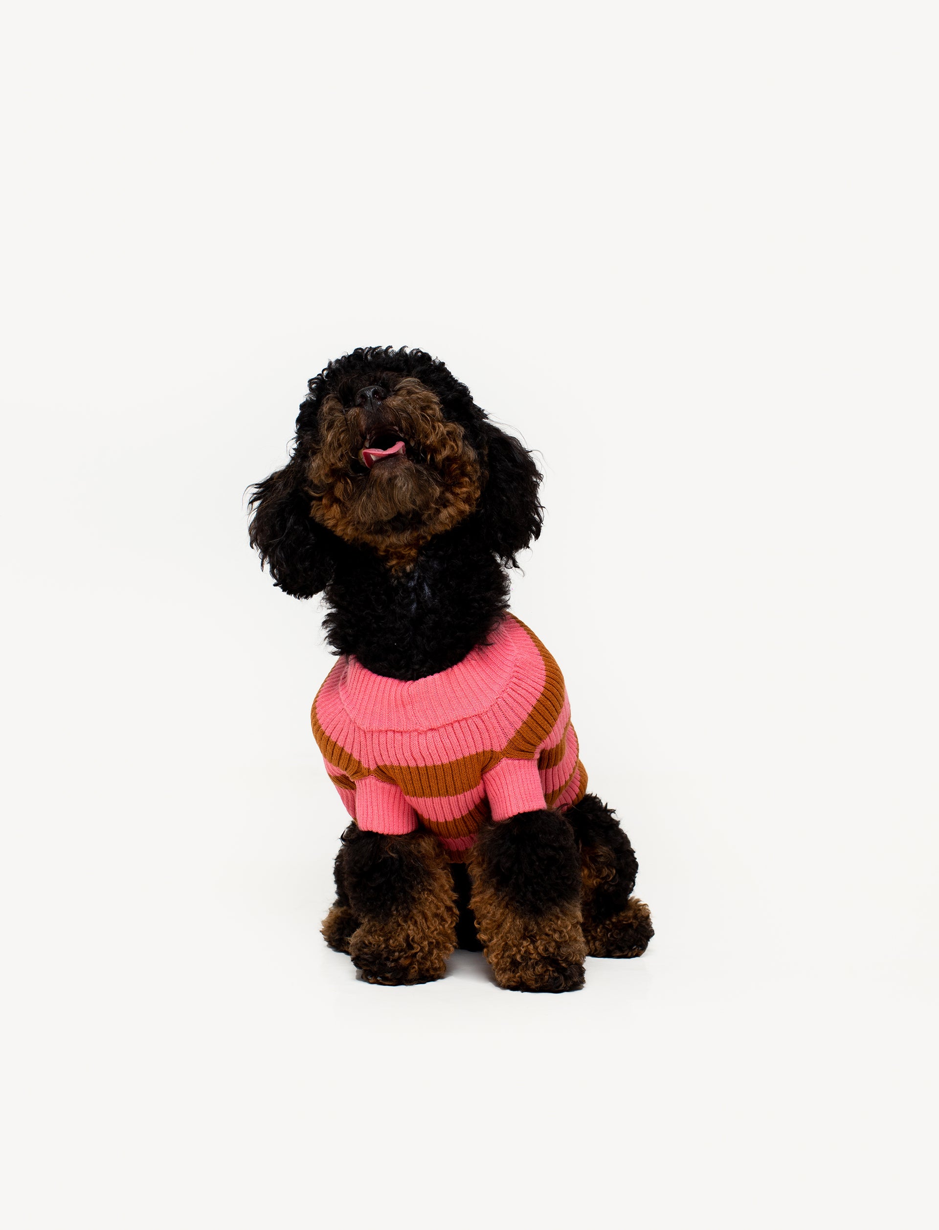 Spicy Knit Pet Sweater
