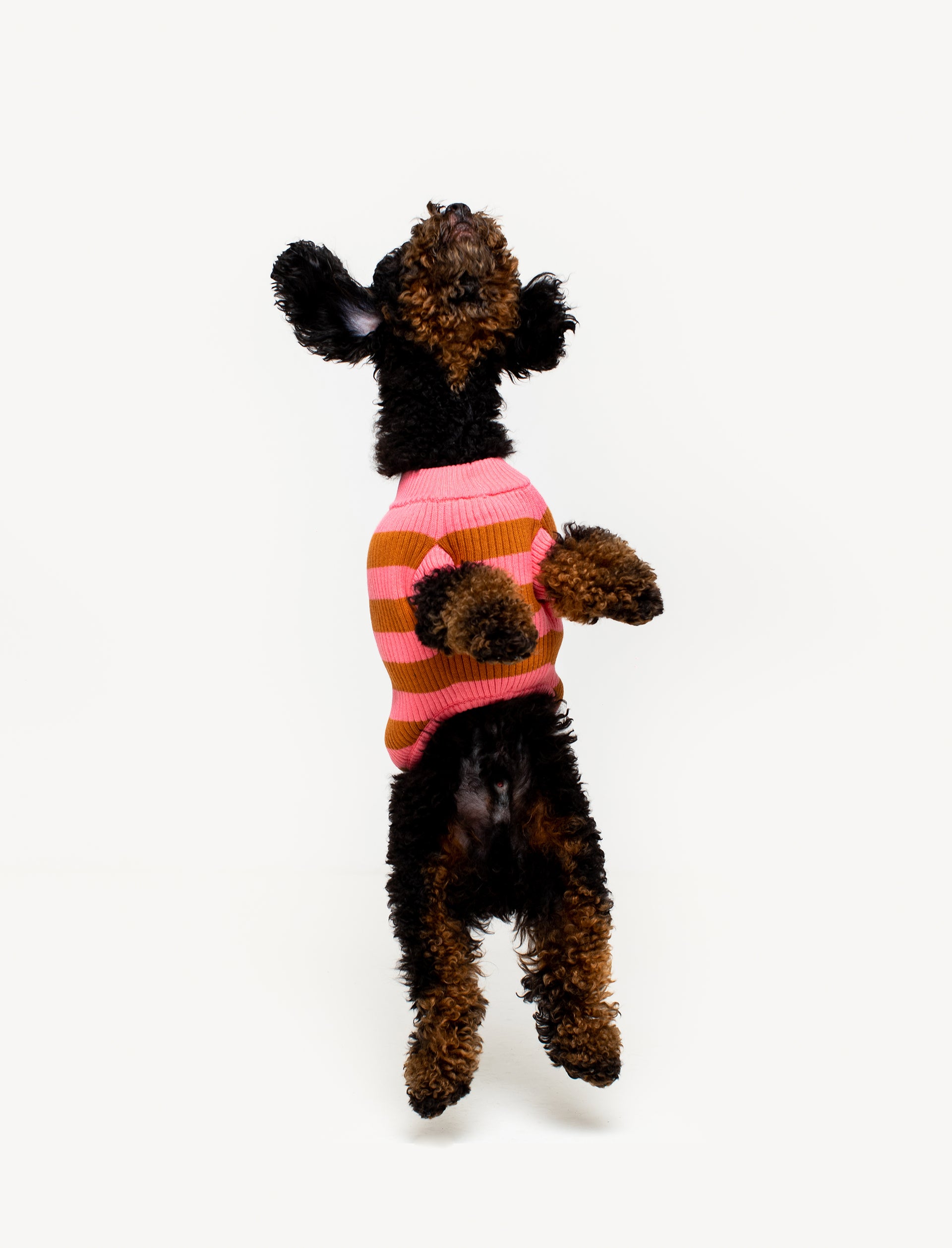 Spicy Knit Pet Sweater