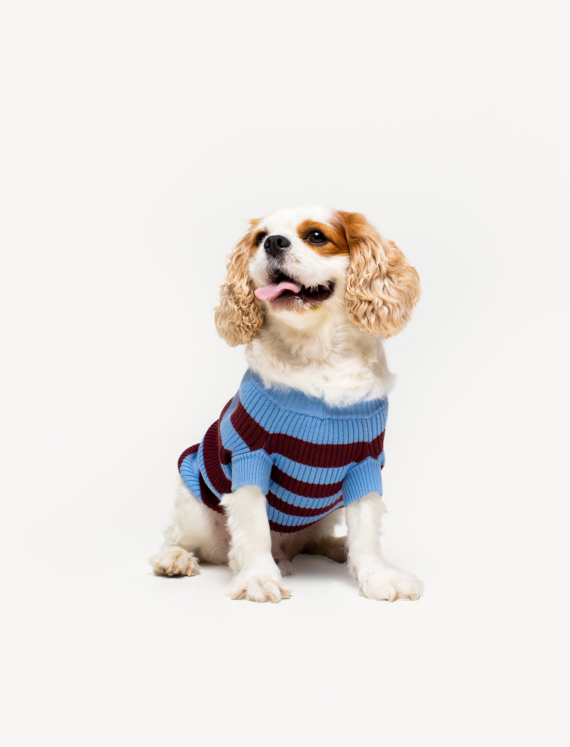 Papi Knit Pet Sweater