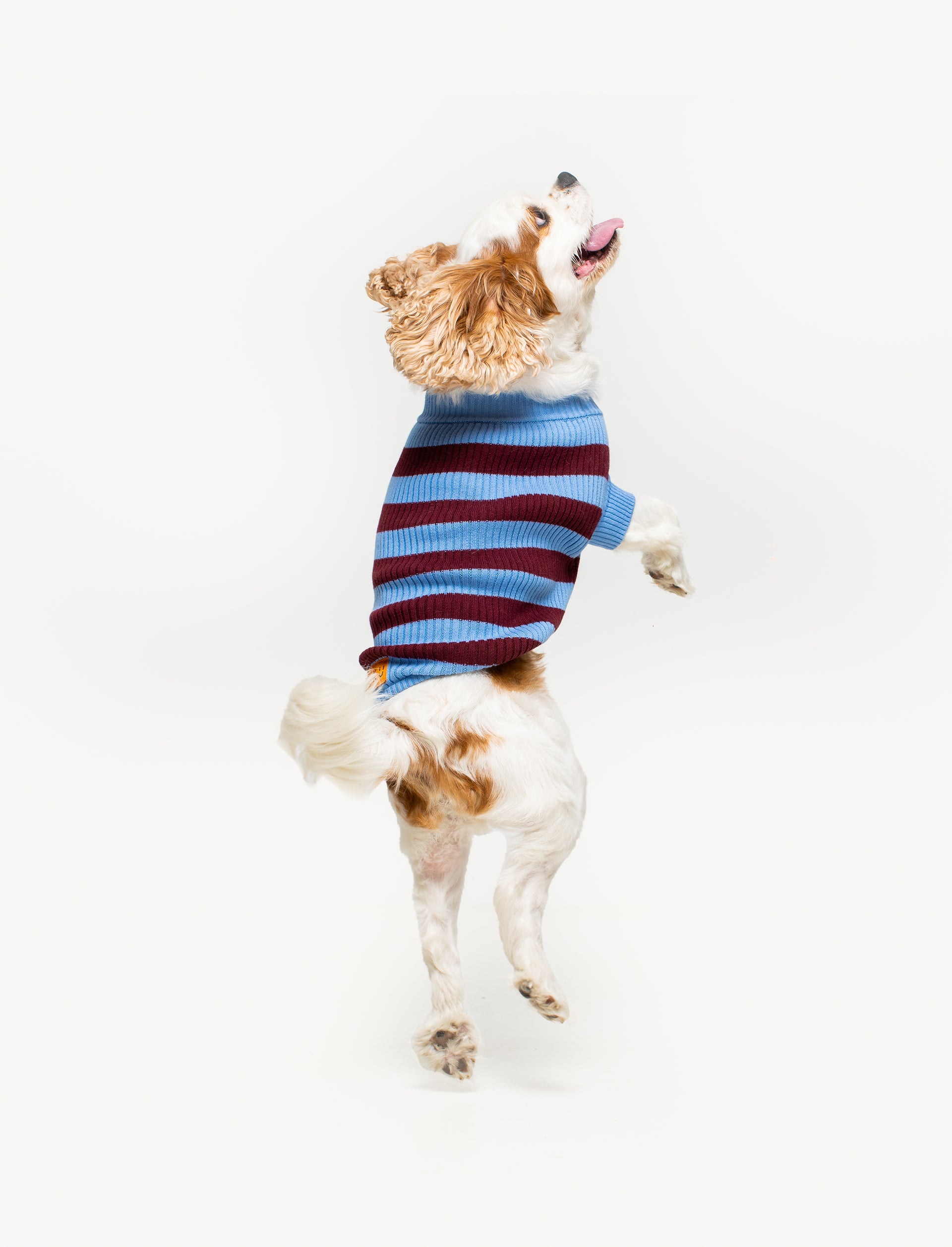 Papi Knit Pet Sweater