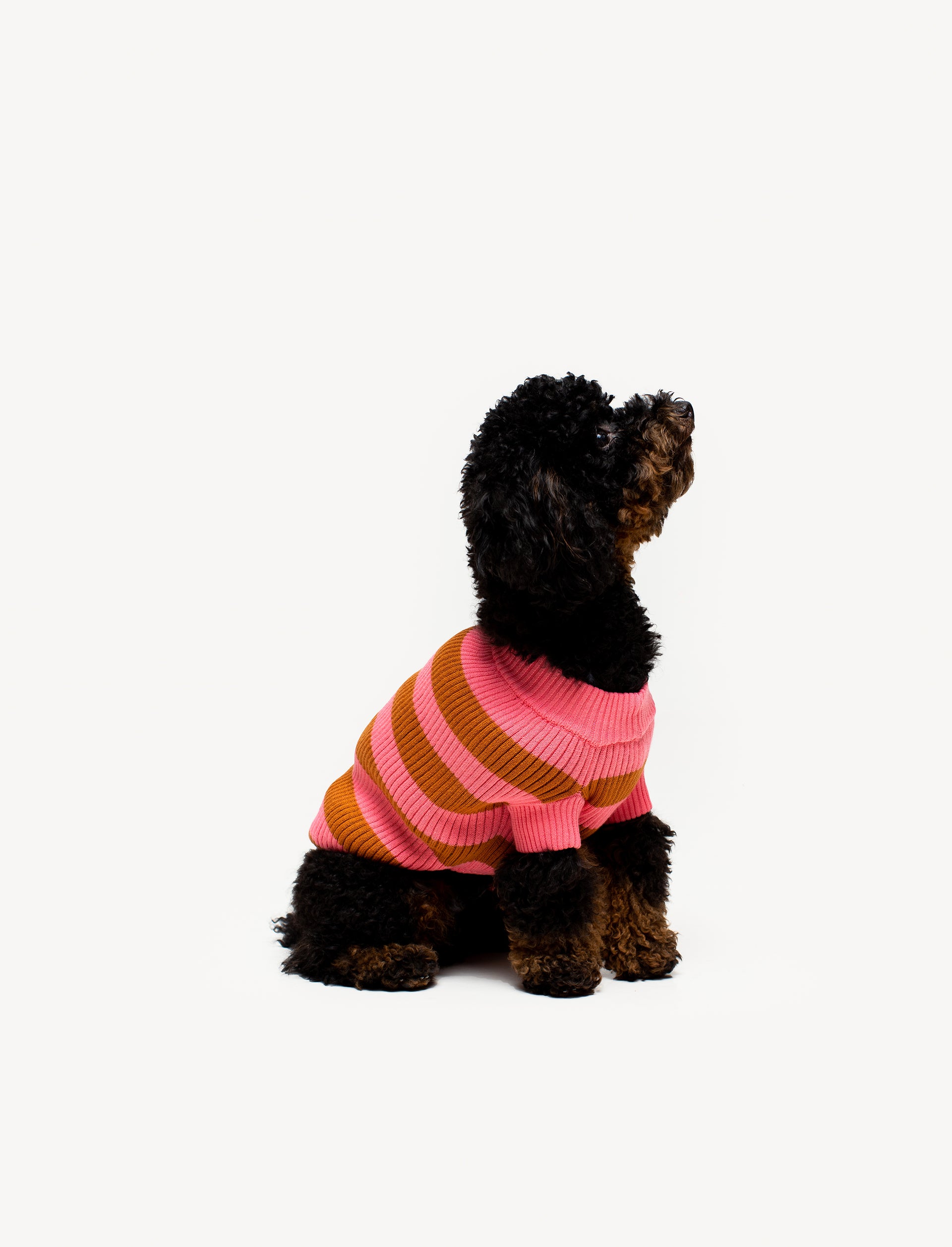 Spicy Knit Pet Sweater